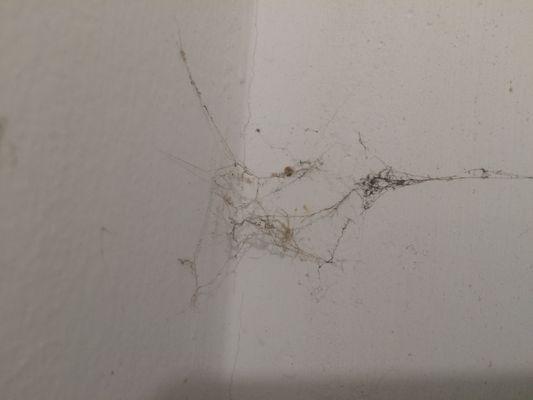 Dead bed bugs in an old spider web are an easy way to identify an infestation.