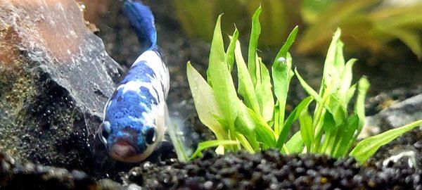 Plakat (Plakhat) Betta  next to a tissue culture plant. Both from Agnoquatics