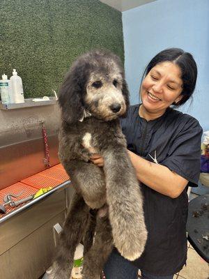 Gentle and oh-so-talented groomer Marlin holding sheepadoodle puppy Billy after his first comprehensive spa day at Pet Haven!