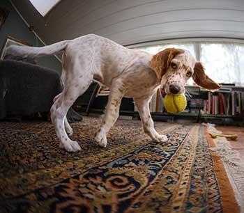 We also offer loose area rug cleaning services.