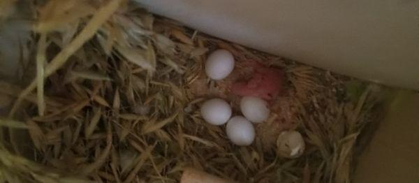 Newly hatched baby parakeets