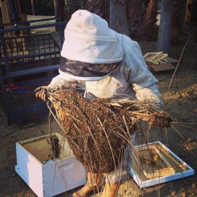 Honey bee colony removed from a tree to put into a hive.