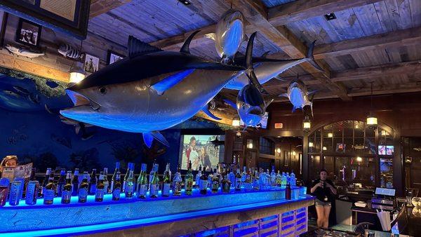 Blue fin tuna over the bar. Bartender was very helpful