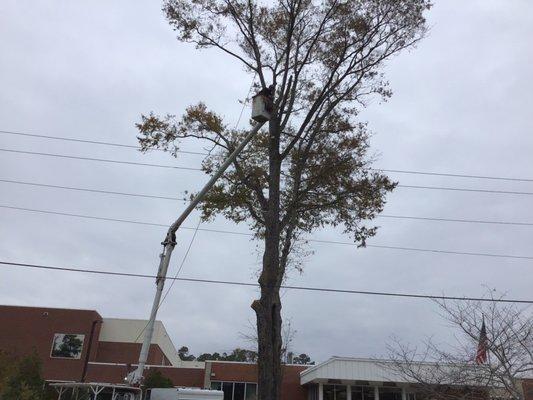 Removal of large oak Pender Co Hospital