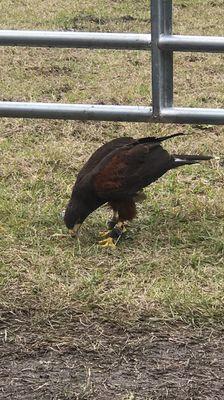 Hoggetowne Medieval Faire 2019