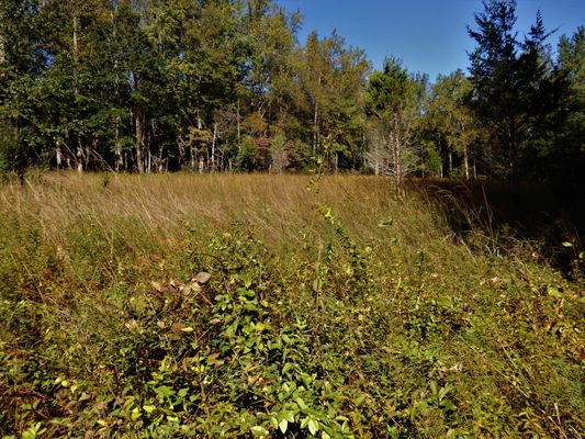 Field Loop Trail