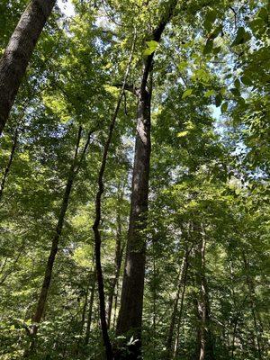 Some of the trees are 100 feet plus tall .