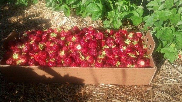 Our fresh picked strawberries!