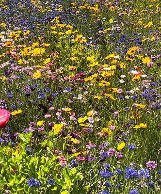 Flower gardens along route  146