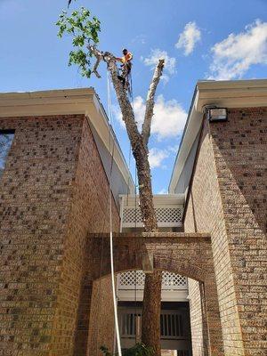 Alpha Tree Surgeons