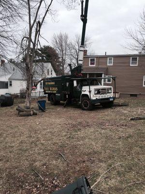 Tree removal