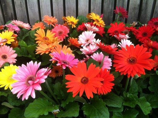 We have a great selection of annuals that offer great colors as well!