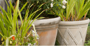 We can plant your existing pots or provide you with new ones.