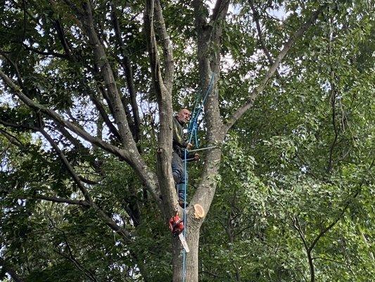 Elevation of tree over deck