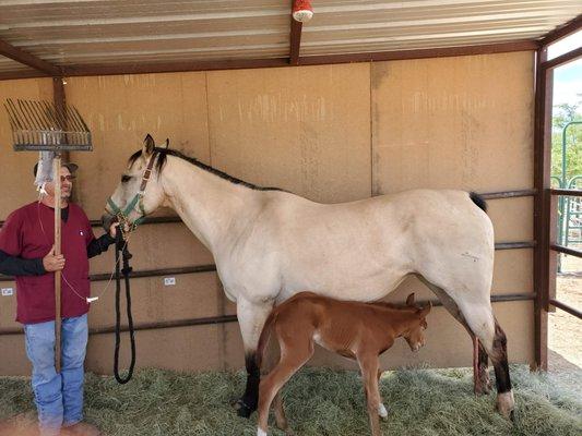 Earl Berkley holds a mare while her foal nurses