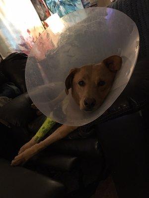 Hating the cone of shame.