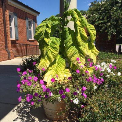 Tobacco Plant & Flowers: Danville Welcome Center