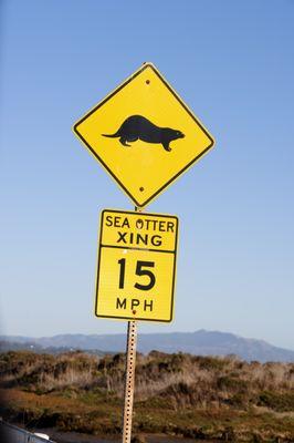 watch out for otters!