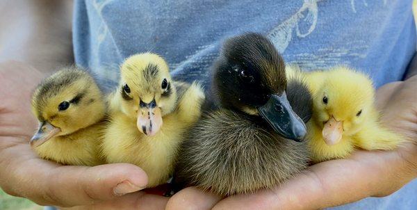 Ducklings