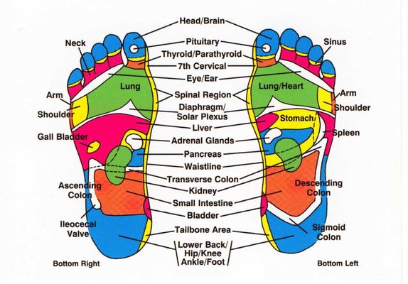 Foot reflex points chart