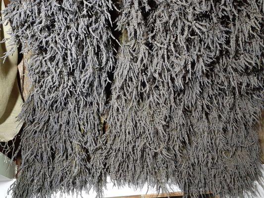 Drying the Lavender