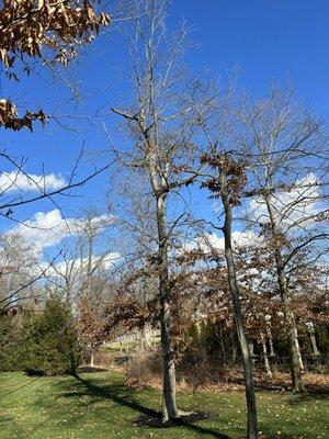 Removing two beech trees.