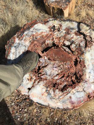 Petrified tree...Arizona