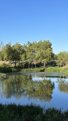 Such a placid path right behind the library, where you can visit our duck friends :)