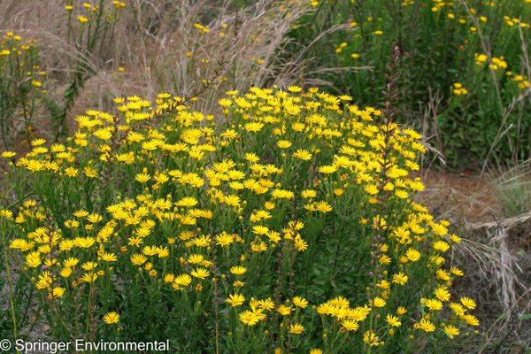 Maryland Golden aster (Chrysopsis mariana)