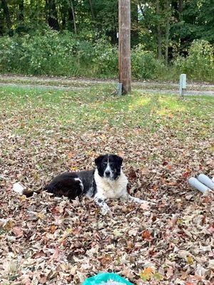 Ohio Valley Pet Crematory