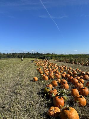 And they have pumpkins too