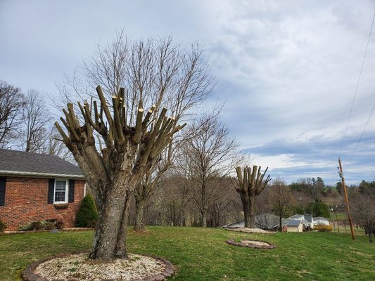 JB Trimmers Tree service