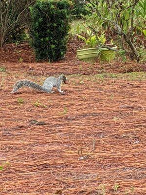 Strange squirrels