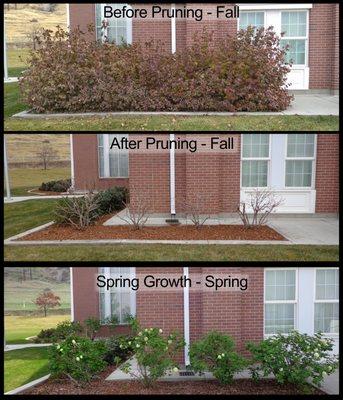 Before and after pictures of how natural pruning turns out.  Fall before and after pruning and a Spring growth picture to see the results.