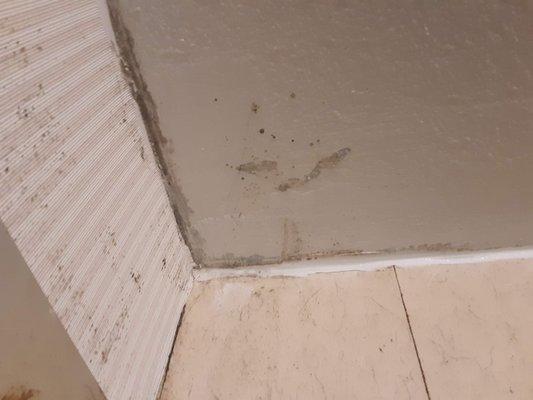 Mold/ Mildew Ceilings