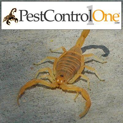 Pest Control One- Phoenix Scorpion Control