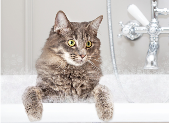 Cat in a bathtub