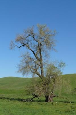 100-year-old Cottonwood tree at Lynch Canyon