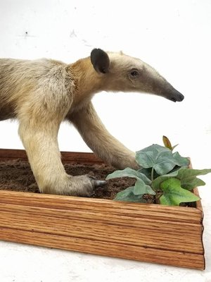 Hutton Valley School of Taxidermy