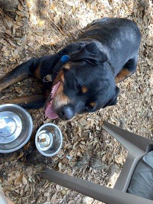 Zeus in the Mulch with a nice cool drink