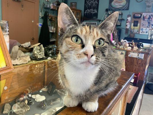 Crystal Shop Kitty, BEANS!