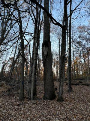 Found this hollow tree in the middle very interesting,