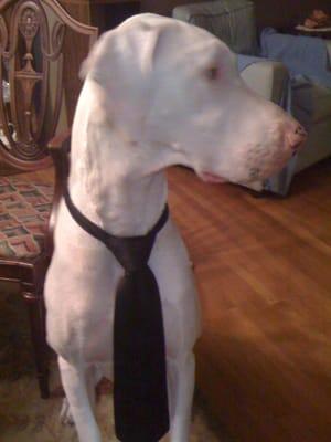 Caly - Deaf Harlequin Great Dane