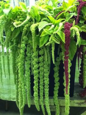 Amaranth from Everyday Flowers