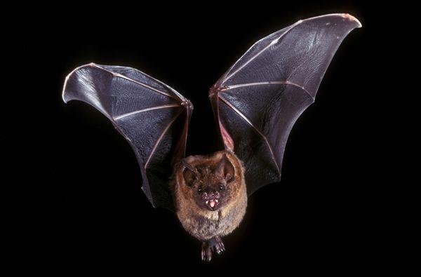 There are 11 species of bat in Ohio