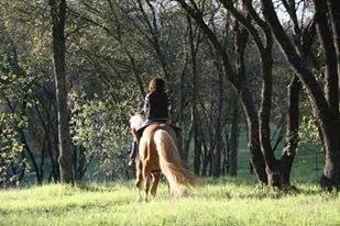 AQHA Stallion SOLID SUNSET on a spring day - come visit him today!