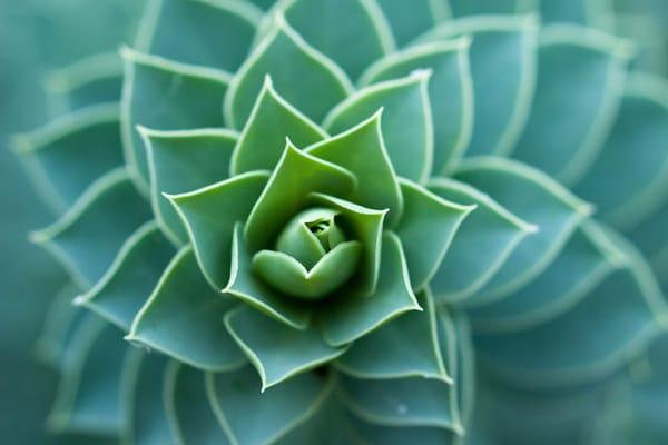 Gentle acupuncture & Western herbal medicine.