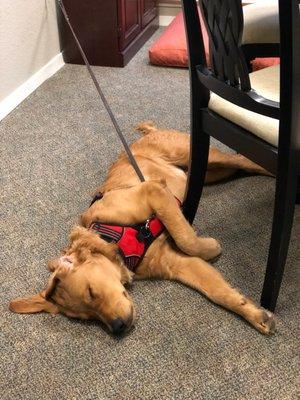 Rocky is our law office comfort puppy. He likes people, treats, and belly rubs.