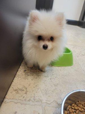 Adorable pomchi