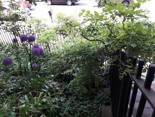 Small park surrounded by buildings.  Maintained by NYC Parks and Recreation and Green Thumb volunteers.